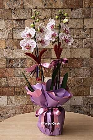 White and Pink Orchids