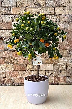 Citrus Mandarin Tree